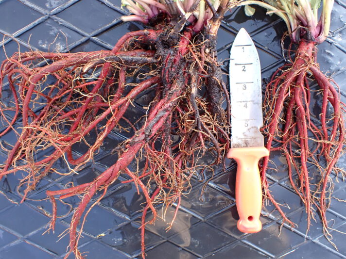 Salvia przewalskii 2024 10 07_ROOTS_05