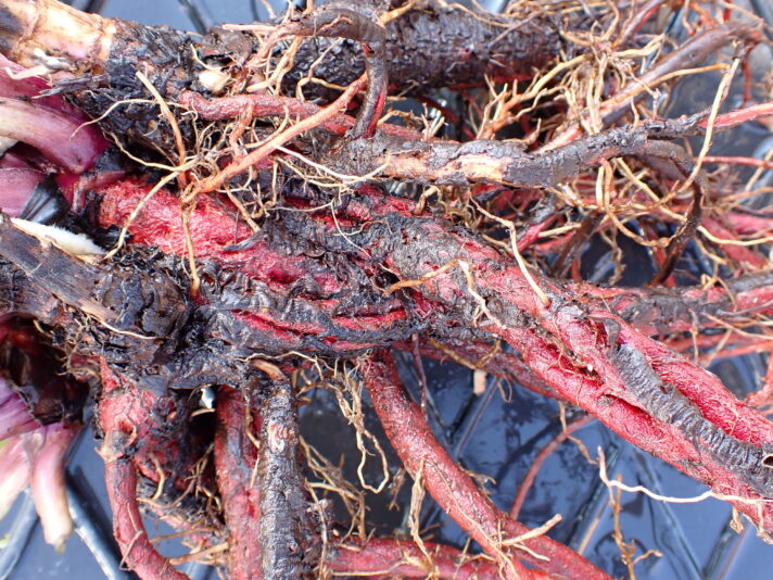 Salvia przewalskii 2024 10 07_ROOTS_06