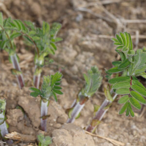 Astragalus Mongolicus Emerging In Spring Of 3rd Year 300x300