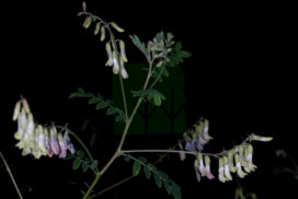 Astragalus Mongolicus Flowering Top Of 3rd Year Plant 272x182