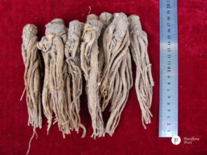 Danggui, whole root (Angelica sinensis) danggui shen