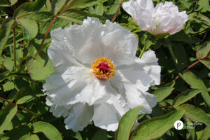 Peony, Chinese white (Paeonia lactiflora) baishao