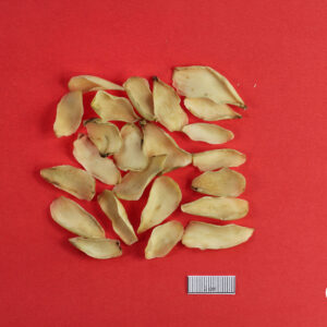 Lily bulb (Lilium lancifolium) baihe