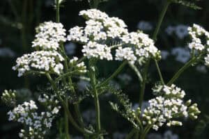 Achillea millifolium; yarrow