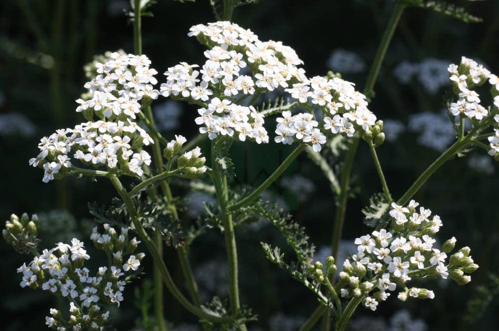 Achillea millifolium; yarrow
