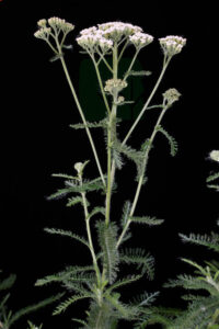 Achillea Millifolium Plant.JPG