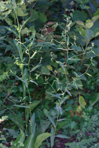 Bupleurum Chinensis 北柴胡 Whole Plant