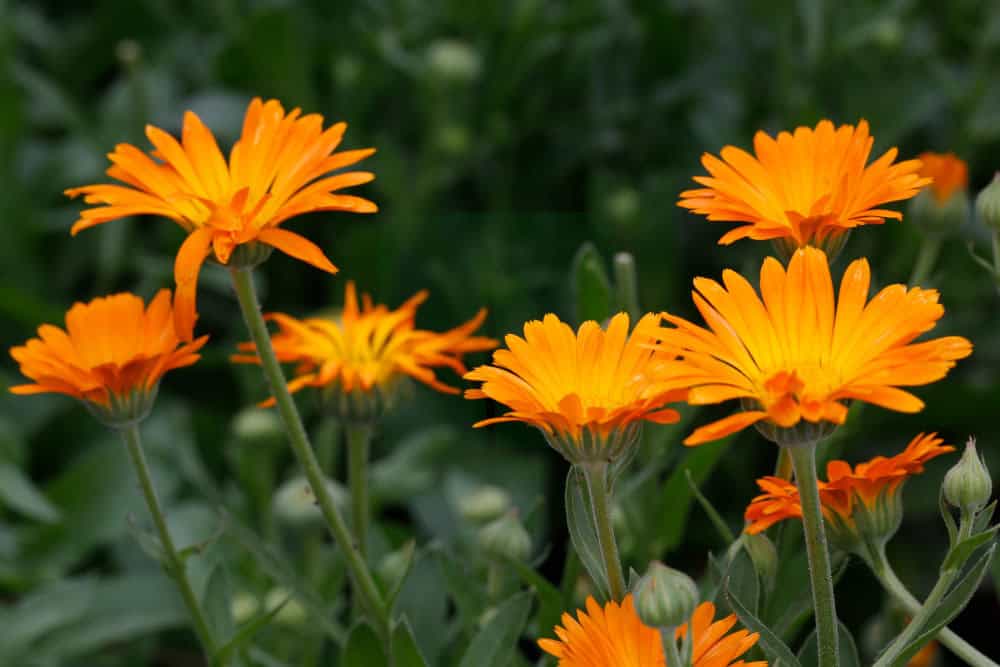 Calendula officinalis; Calendula