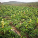 Rhubarb root, Chinese (Rheum palmatum) dahuang