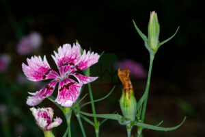 Dianthus Chinensis Flower And Bud 1