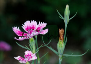Dianthus Chinensis Flower And Bud