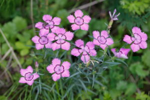 Dianthus Chinensis Flowers