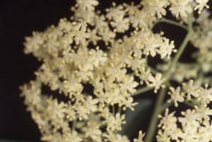 Sambucus canadensis; Elder; Elder flower