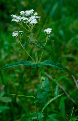 Eupatorium perfoliatum; boneset