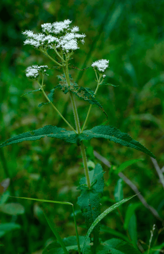 Eupatorium perfoliatum; boneset