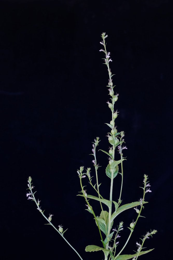 Lobelia inflata; Lobelia