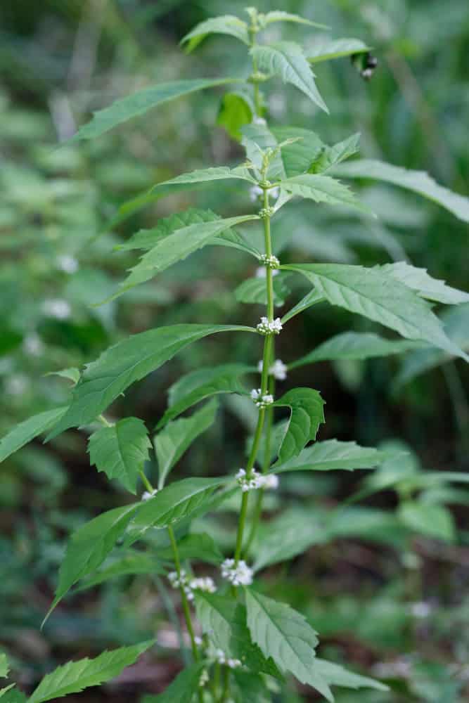 Lycopus virginicus; Bugleweed