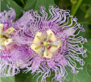 Passiflora incarnata; Passion flower