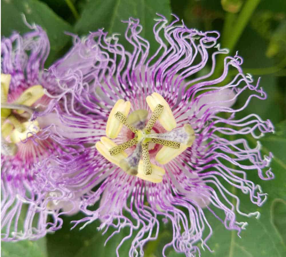 Passiflora incarnata; Passion flower