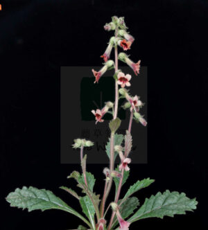 professional herbalist