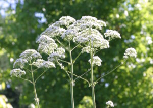 Valerian (Vaeriana officinalis) SEEDS