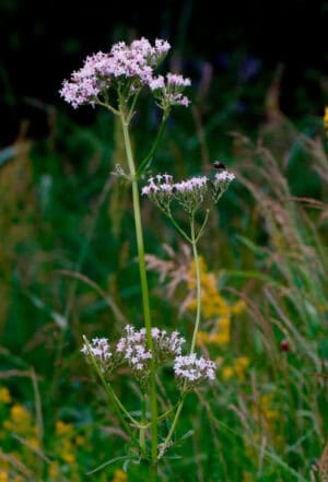 Valeriana offiicnalis; Valerian
