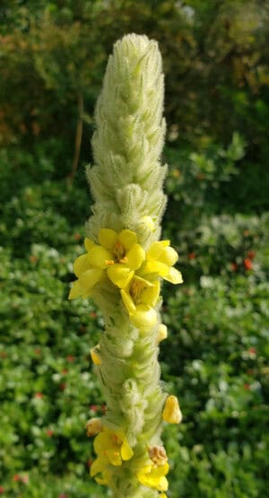 Verbascum thapsus; mullein