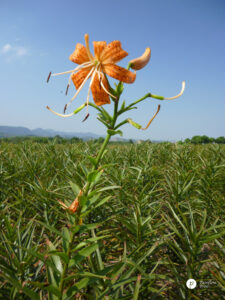 Baihe Flower Scaled