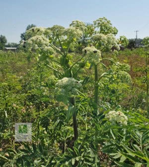Angelica dahurica; Angelica; baizhi; bai zhi; 白芷