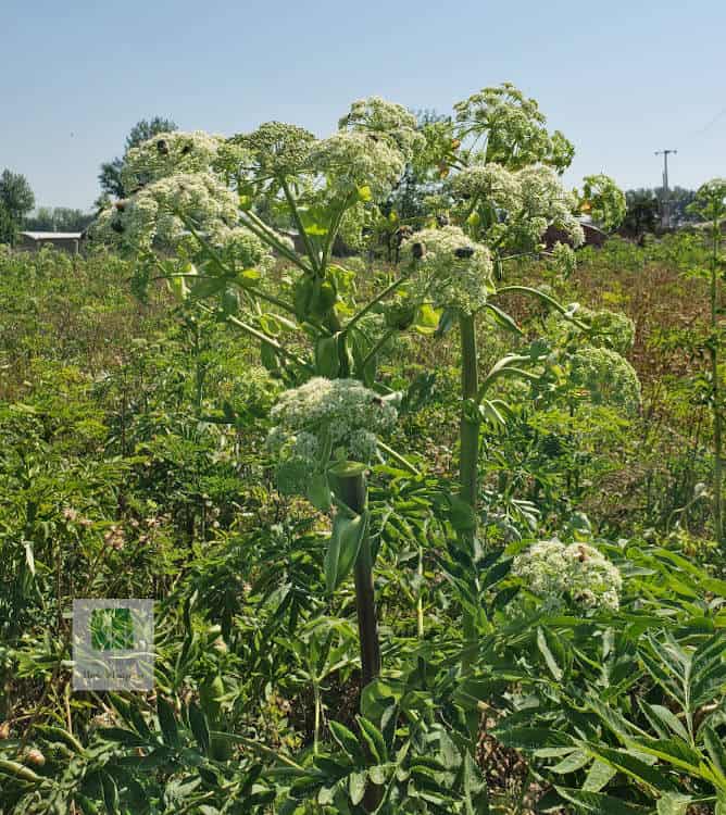 Angelica dahurica; Angelica; baizhi; bai zhi; 白芷