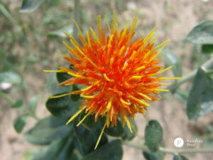 Safflower (Carthamus tinctorius) honghua