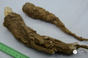 Angelica, dahurian (Angelica dahurica) baizhi