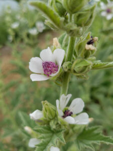 Althea officinalis Flower