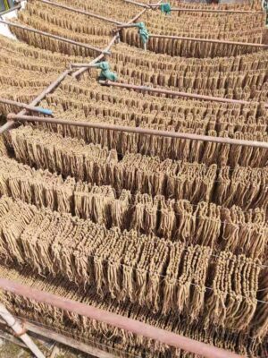 Codonopsis (Codonopsis pilosula) dangshen