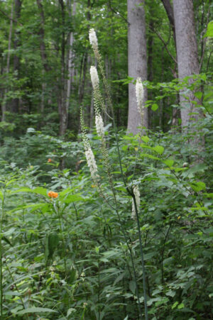 Black cohosh (Actaea racemosa)
