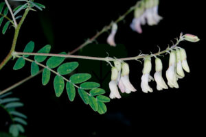 Astragalus (Astragalus mongolicus) huangqi