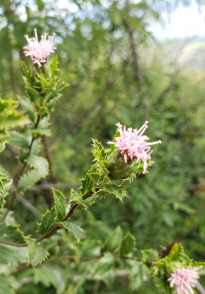 Atractylodes, northern (Atractylodes lancea) cangzhu