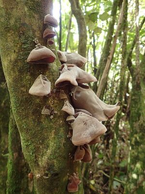 Wood ear mushroom (Auricularia heimuer) hei muer