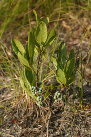 Bayberry root bark (Morella cerifera)