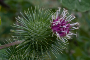 Burdock root (Arctium lappa) niubang gen