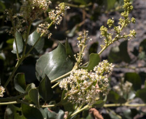 Red root (Ceanothus americana)