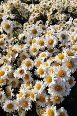 Chysanthemum, flower (Chysanthemum morifolium) juhua