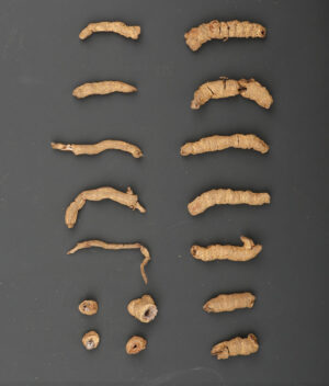 Curculigo (Curculigo orchioides) xianmao