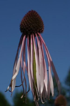 Echinacea, root (Echinacea angustifolia)