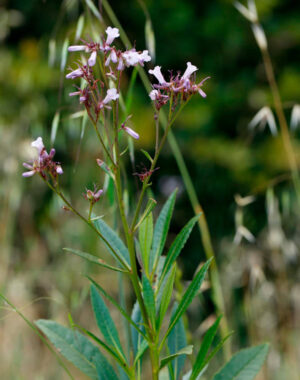 Eriodictyon californicum; Yerba santa