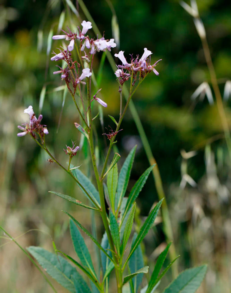 Eriodictyon californicum; Yerba santa
