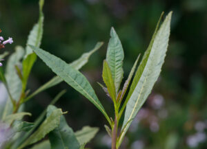 Yerba santa (Eriodyction californicum)