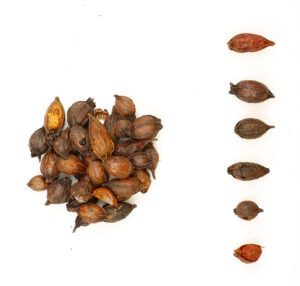 Gardenia fruit (Gardenia jasminoides) zhizi