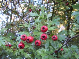 Hawthorn, European (Crataegus monogyna)