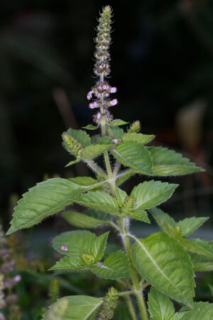 Holy basil, aka tulsi (Ocimum sanctum)